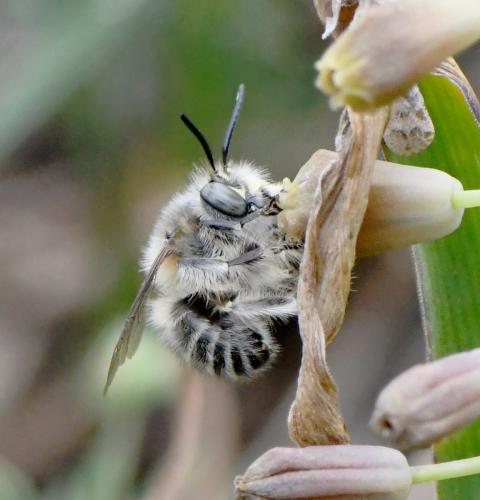 Anthophora salviae